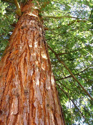 Cedar tree