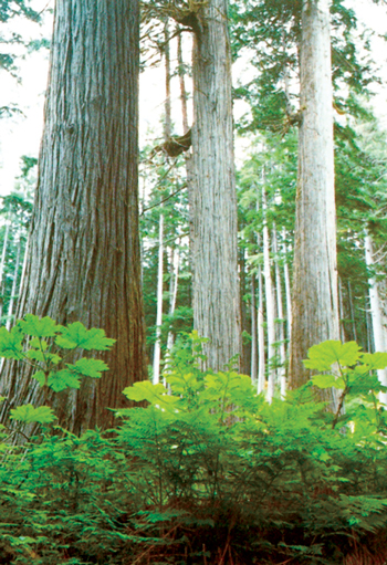 Trees